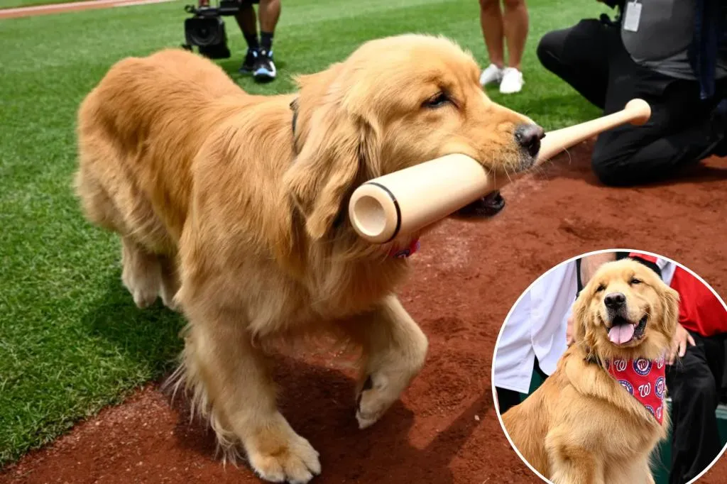 Anjing Pengambil Tongkat Nationals, Bruce, Menikmati Perhatian Pra-Pertandingan, Debut di MLB: ‘Lihat Anjing Ini dan Cobalah untuk Tidak Tersenyum’